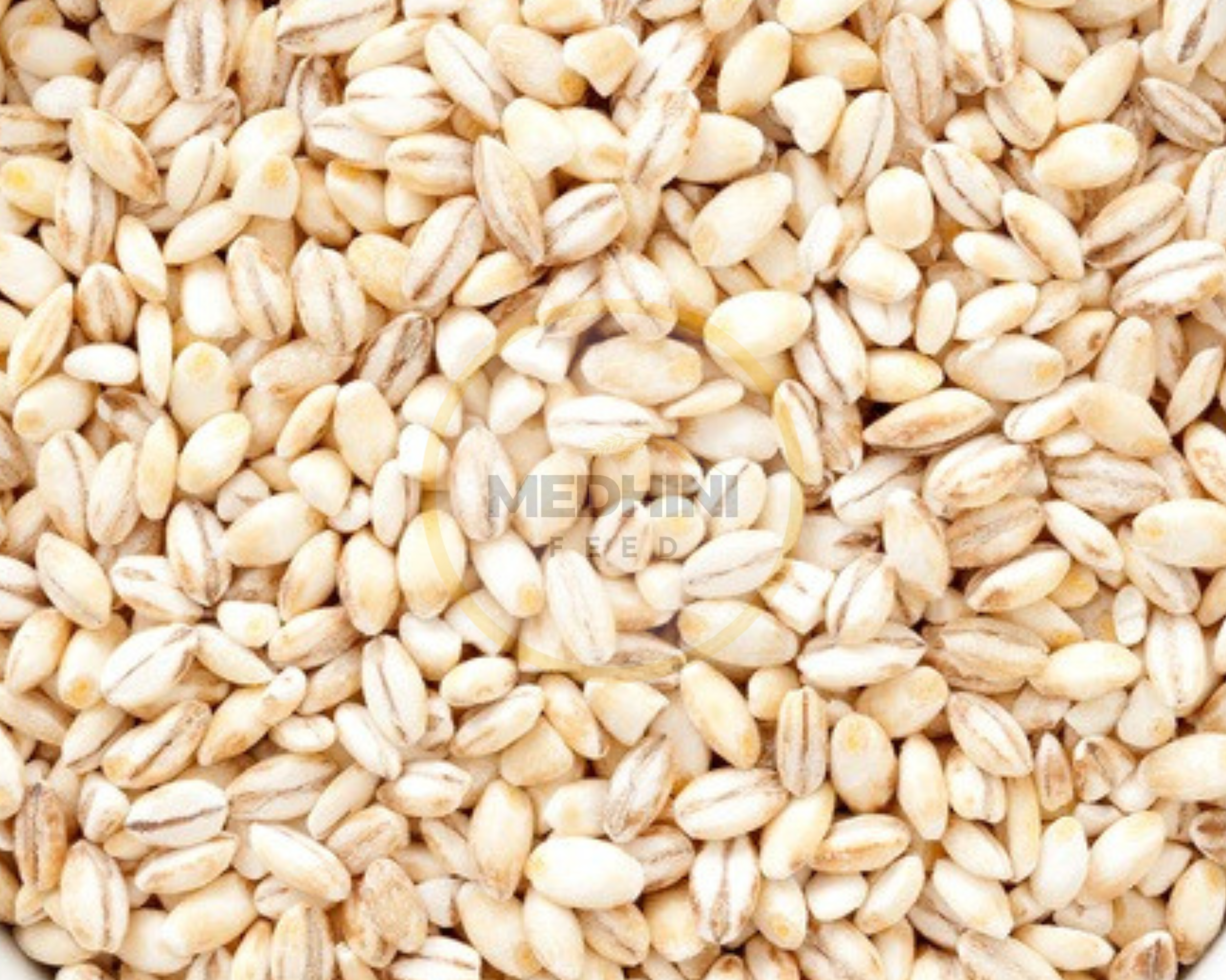Barley
