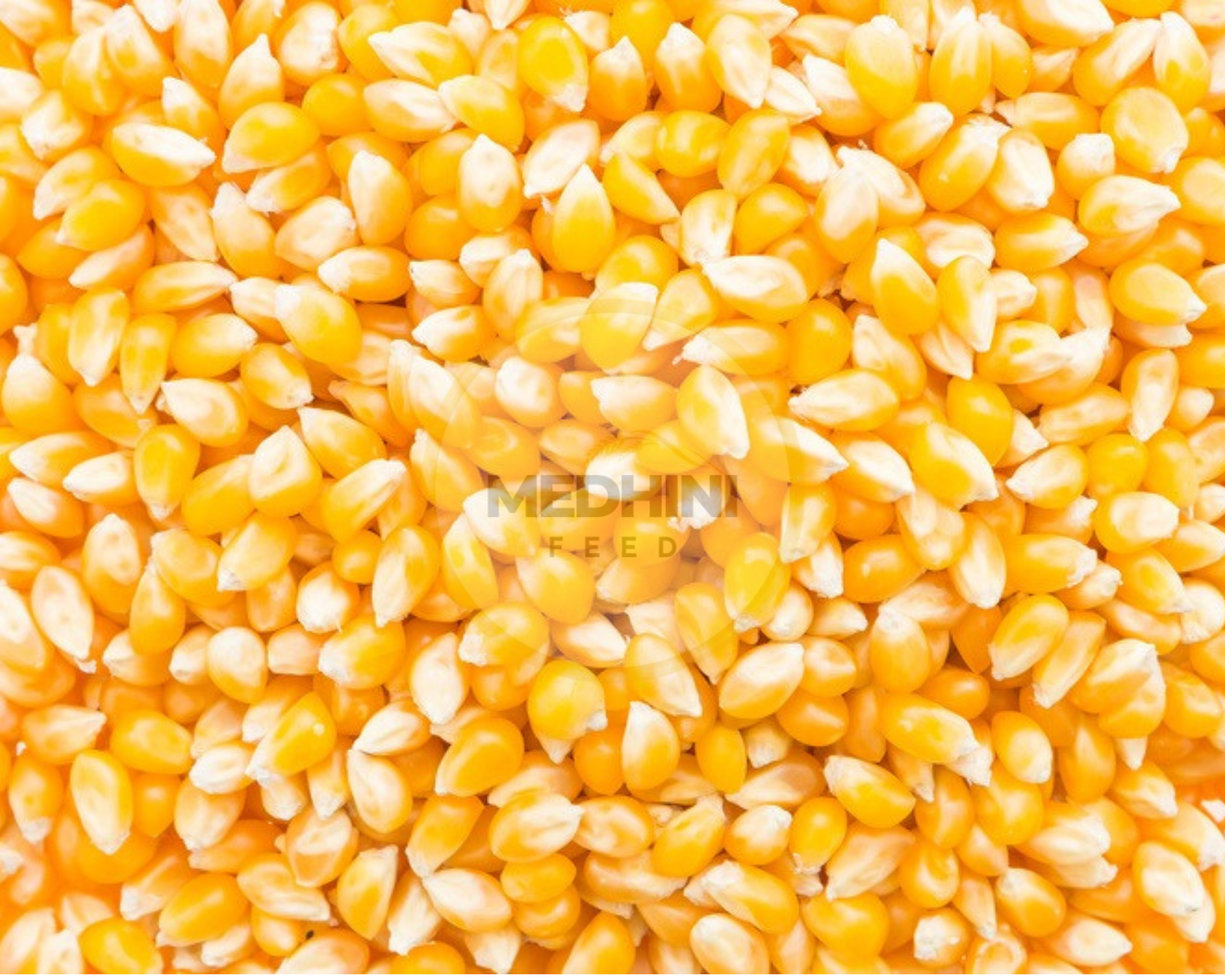 Maize