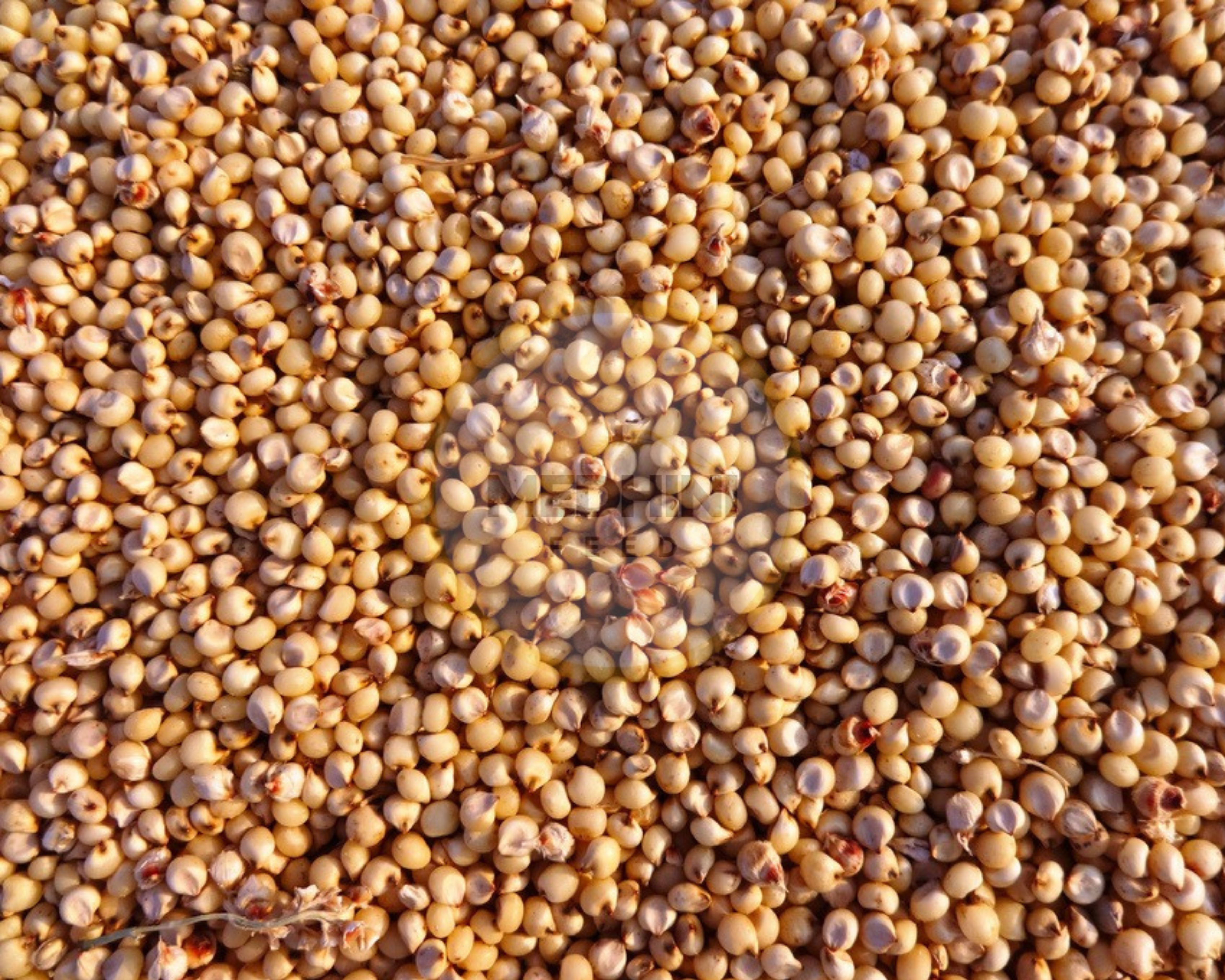 Sorghum